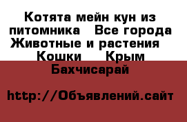 Котята мейн-кун из питомника - Все города Животные и растения » Кошки   . Крым,Бахчисарай